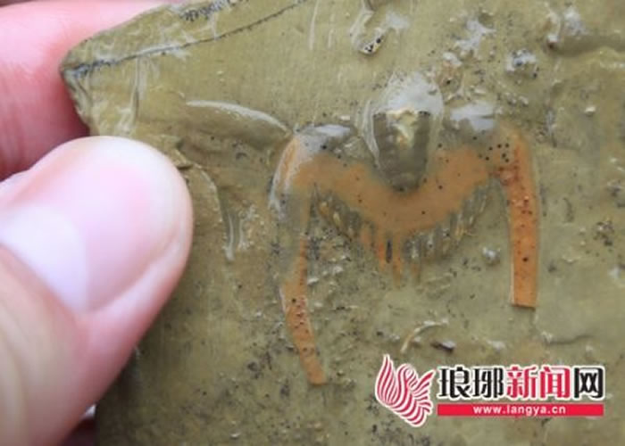 ���ƶ����ڷ��ֵĺ�ɫ��Ҷ�滯ʯ���ټ���