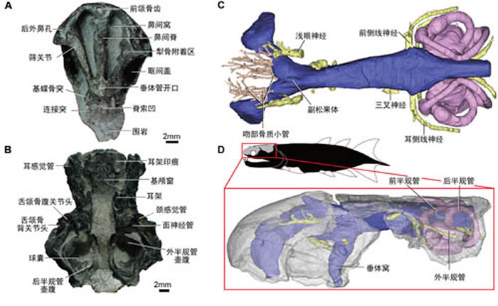 图2 箐门齿鱼脑颅照片及脑腔复原。A,筛蝶部脑颅腹面;B,耳枕区脑颅腹面;C,脑腔腹面复原;D,脑腔左侧面复原,半透明外壳示意脑颅。II-X示意第2-10对脑神