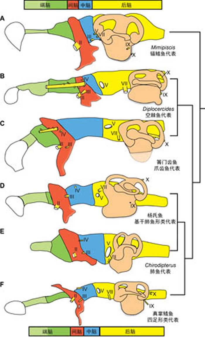 图3 泥盆纪硬骨鱼类各大类群脑腔对比示意图(卢静供图)。