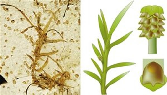 内蒙古道虎沟中侏罗纪发现开花植物化石新属种——雨含果