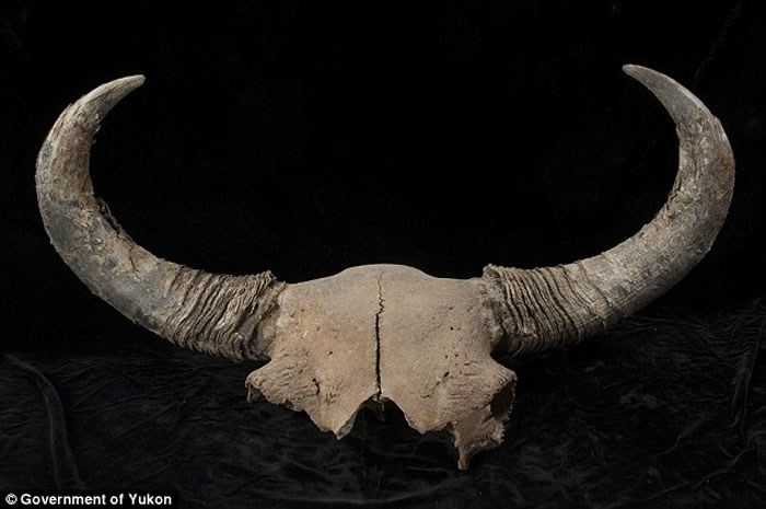 通过北美无冰走廊的人类和史前野牛运动