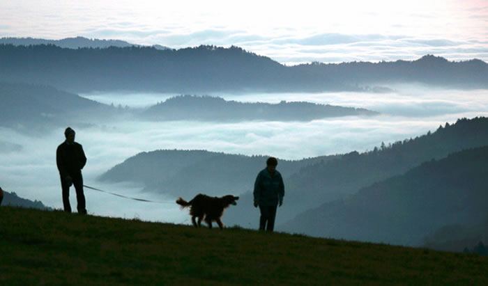 英国牛津大学新研究指狗分别在两处地方由狼驯化而来