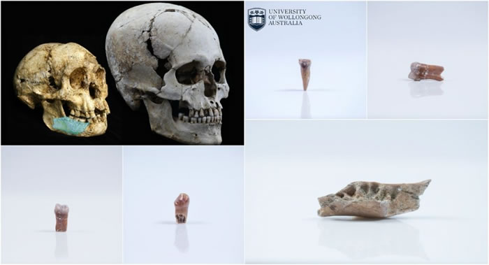 弗洛勒斯岛上发现比“霍比特人”更古老的“小矮人”古人类骨骼化石
