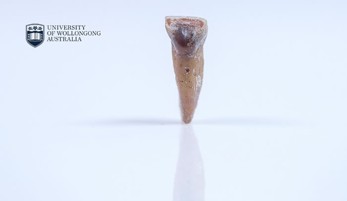 ������˹���Ϸ��ֱȡ��������ˡ������ϵġ�С���ˡ������������ʯ