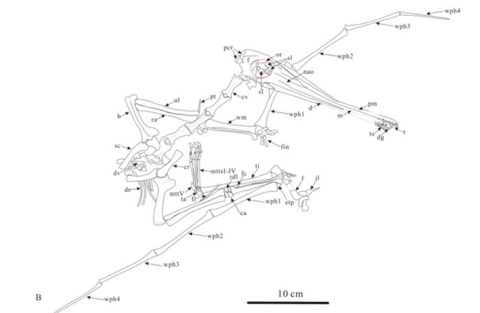 ��ͷ��������ͼ