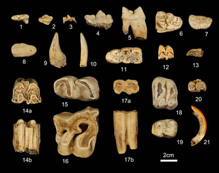 哺乳动物化石 （赵凌霞供图）