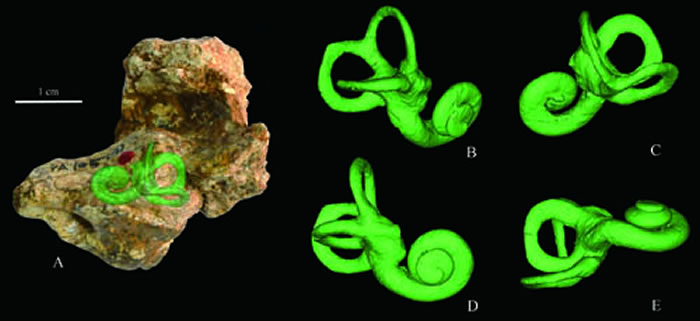 �������Ǽ��ڲ�3D ���⸴ԭ���ڶ���·������ܹ�ͼ��