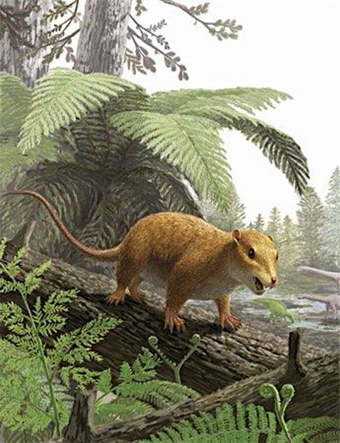 �ձ�����������������ݷ���1.2����ǰ����ʱ�����鶯�ﻯʯ