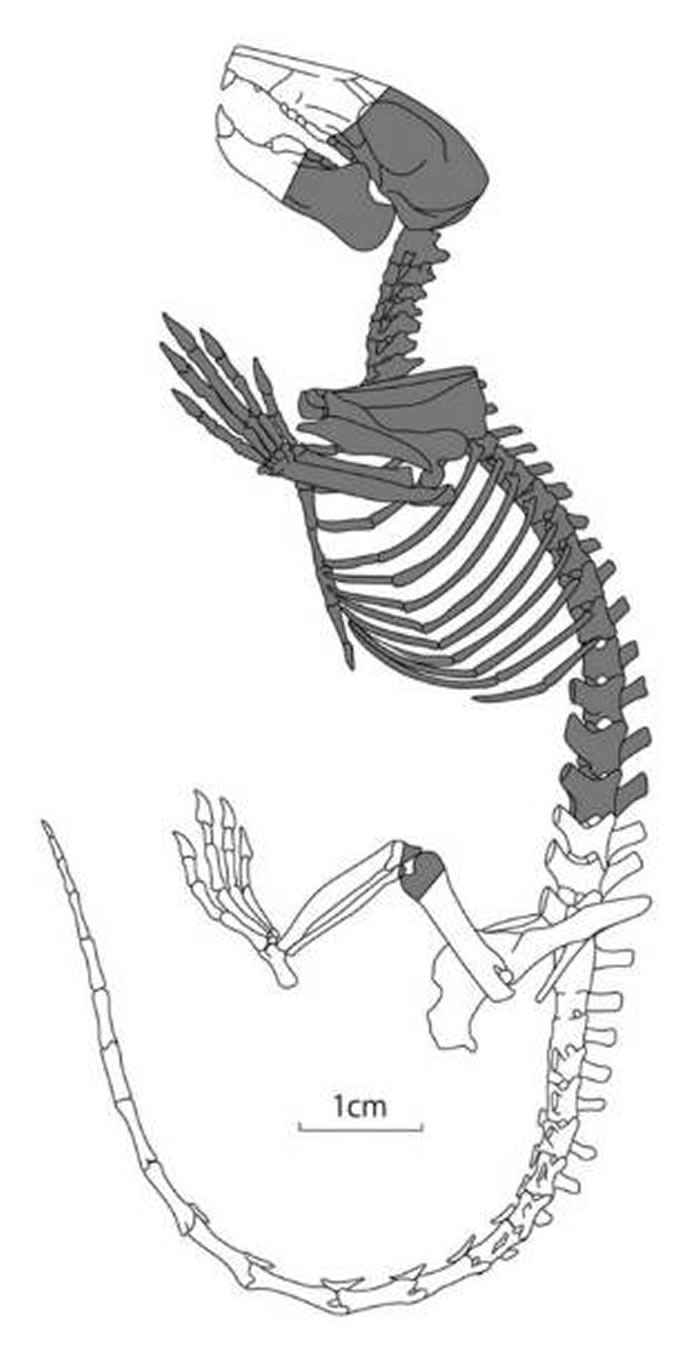 �ձ�����������������ݷ���1.2����ǰ����ʱ�����鶯�ﻯʯ