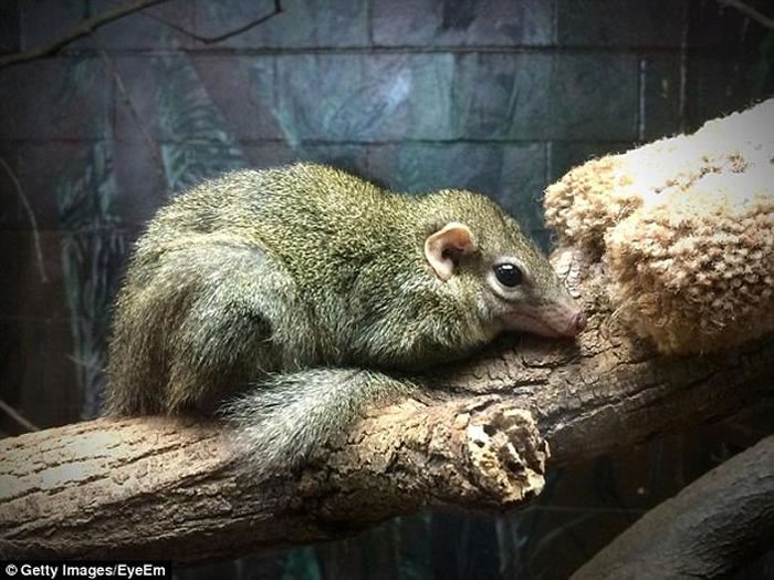 ���ڲ��鶯�ﱻ��Ϊ��������һ����С�Ͷ��