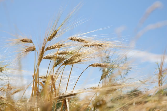 新石器时代的中东两组生活在不同地区的人群各自独立发展出原始农业