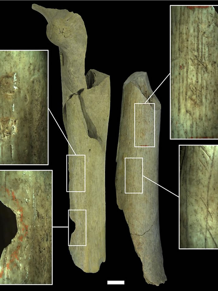 ��ѧ�������о���ʾ��Ѩ��������ͬ��ʬ�������и�Ƴɹ��ߣ�����ʳͬ��ļ���ͼ���ǹ�����ʯ�ϵ��и�ۼ����Լ�����Ѩ���˹�����Ϊ���ߡ�