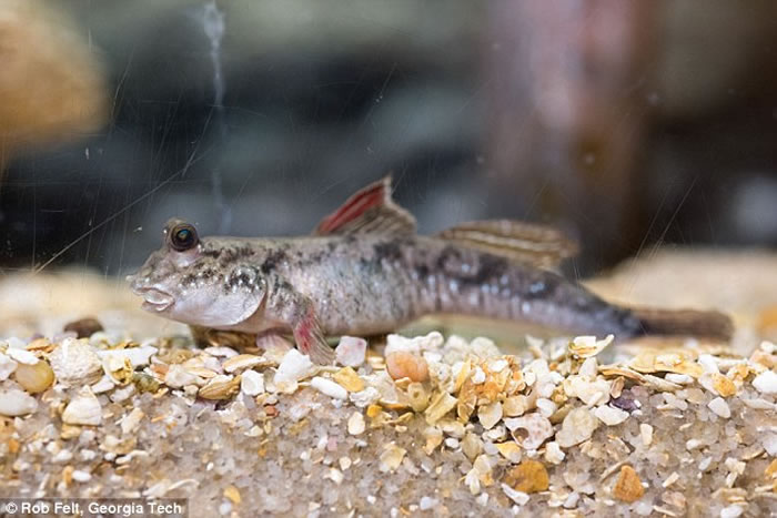 这种鱼有时喜欢用其鳍在陆地上“溜达”,并偶尔会用尾巴做腾跃动作。
