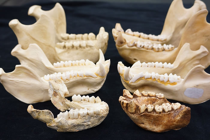 �ɴ�½�����ǣ���Գ�������о���һ���֡�(Photo by Leslea. Hlusko)