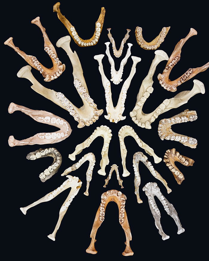 �ִ��������ľ�������Ӻ������ǵ�ƴ��ͼ��(Photo by Leslea. Hlusko)