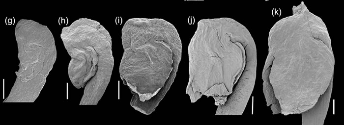 Umkomasia mongolica Ƕ巢