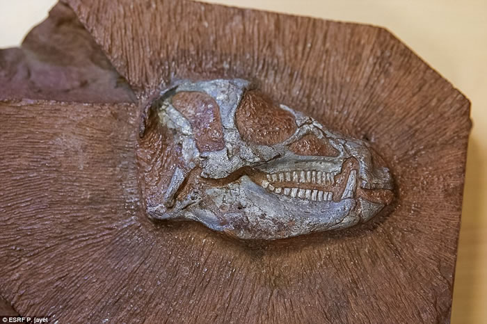 �Ϸ�Ϫ���з��ֵ�������ǰ��ʳ������������Ȼ���š��������ݡ�