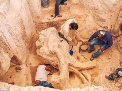 墨西哥建筑工人在施工中发现哥伦比亚猛犸象