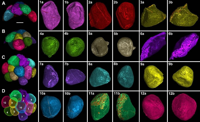 ��״������̥��ʯ��ϸ��������