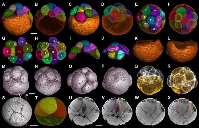 �Ͱ�����Ⱥ����״���ѵĶ�����̥��ʯ