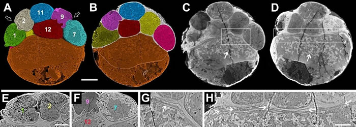 �Ͱ�����Ⱥ����״������̥���ڲ��ṹ