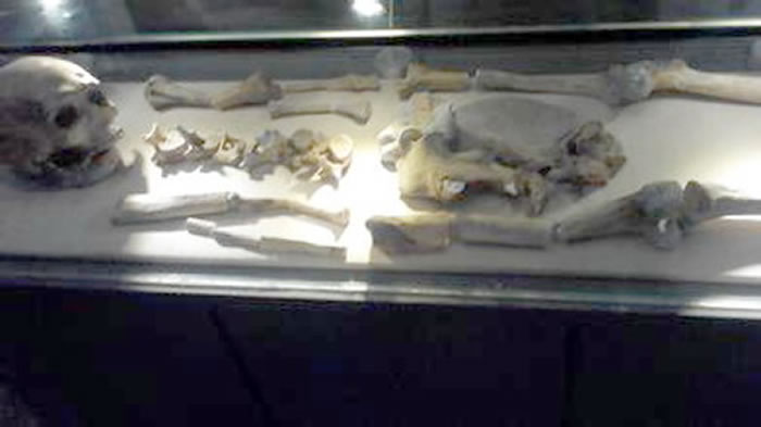 现存于野三坡百里峡地质博物馆的“涞水智人”化石复制品