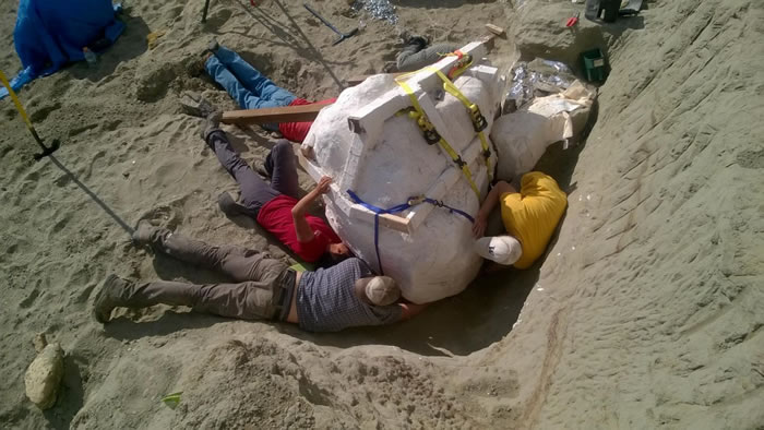 �����ɴ����ݷ�����Ҫ���׿�˹��������ʯ