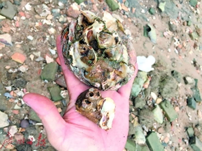 在老沙岛发现的牡蛎壳和藤壶。