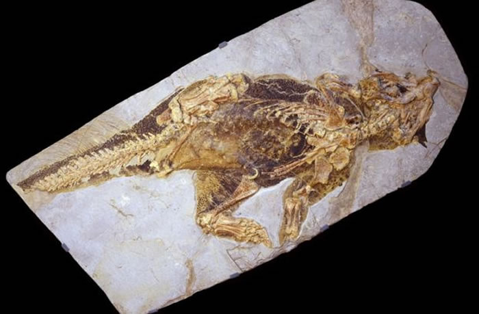 这块发现于中国的鹦鹉嘴龙化石保存得非常完好