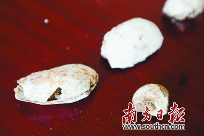 2�Ŷ����ֵı��Ǽ��ݿǡ� �Ϸ��ձ����� ��ϸ�� ��