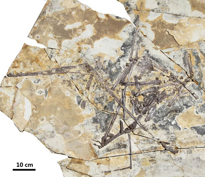 �ȺӼ���������Forfexopterus jeholensis�� ����˳�ˡ������ֹ�ͼ��