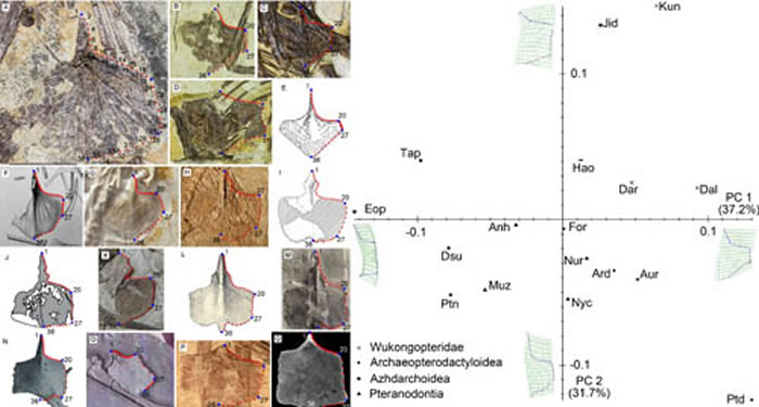 �����عǵļ�����̬���� ����˳�ˡ������ֹ�ͼ��