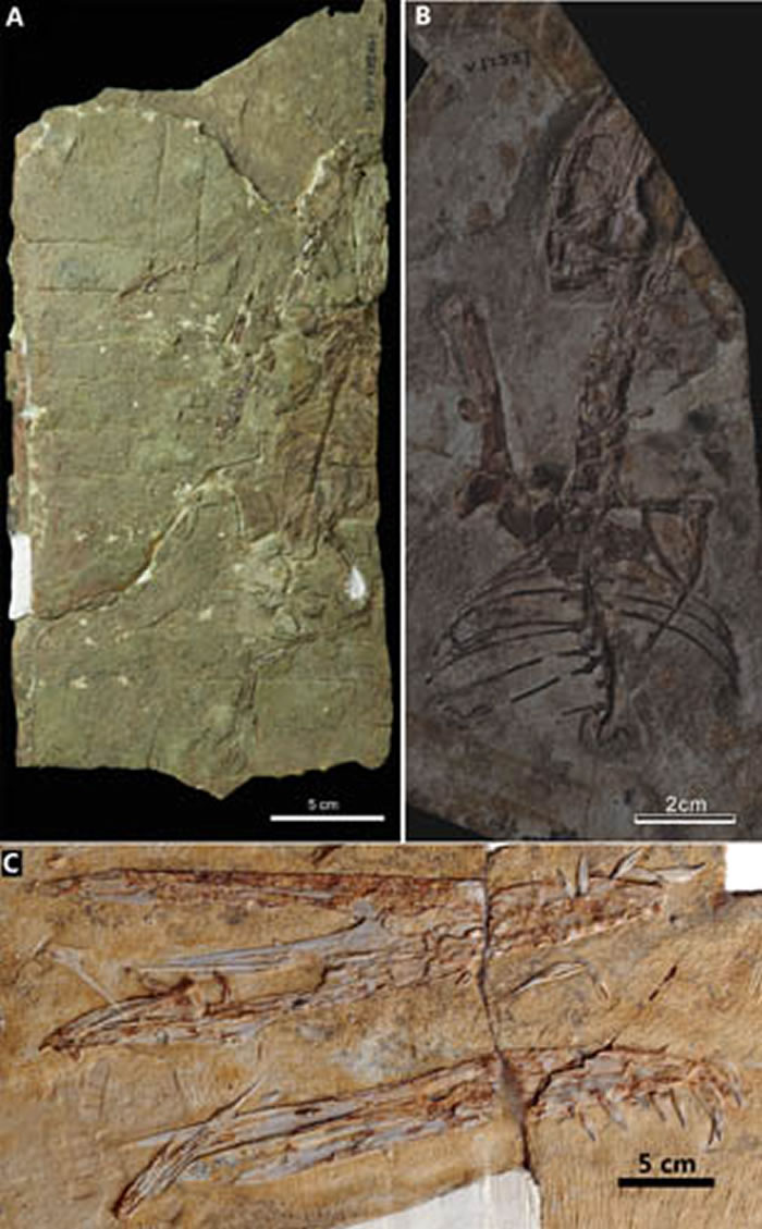 ���������±�����������ʯ��A��������ö����ʯ����������δ���֣�Kunpengopterus sp.����B�������������²��ϣ�C����������������Linlongo