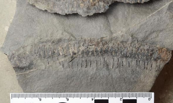 ���ô��ǽ�˹��ʯ���·���3����ǰԶ�Ŷ���������ֻ�ʯ