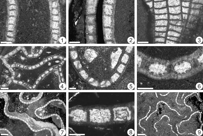 ɺCatenipora zhejiangensisC. shiyangensisC. dianbiancunensis̬