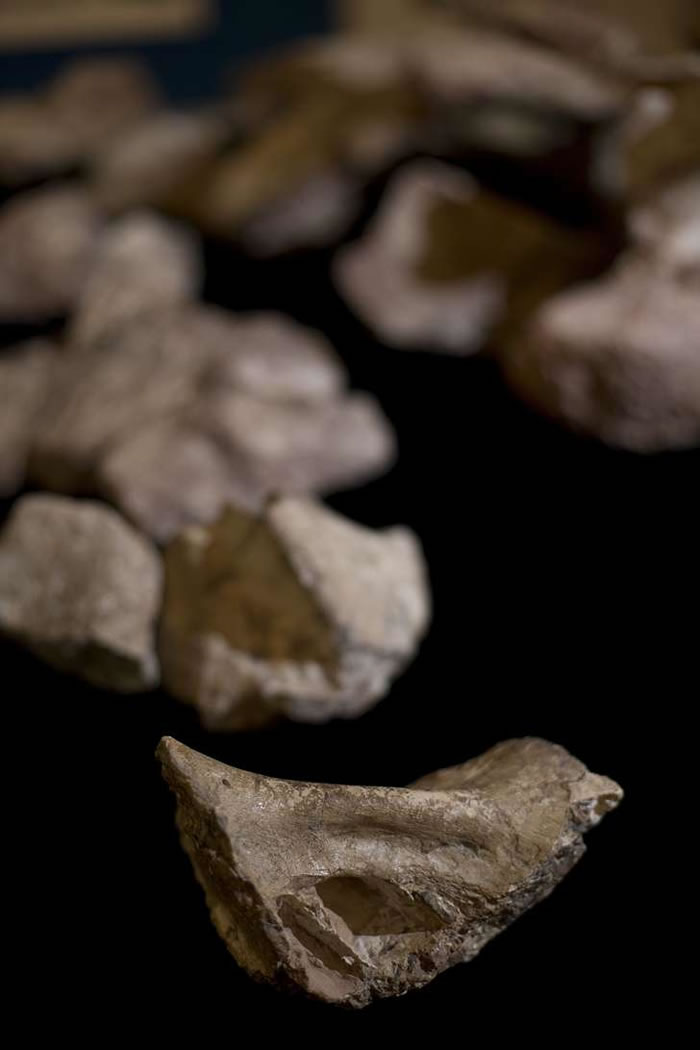 ������������ʯAustroposeidon magnificus������60����׶ȹ���չʾ