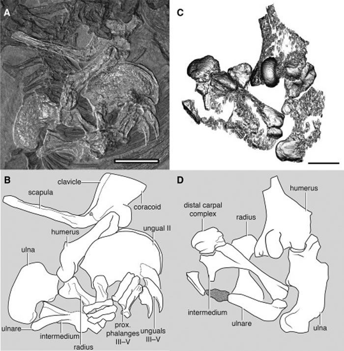 2����ǰ��ɫ��һ�������ж�����������������ŵĶ���ǰ֫