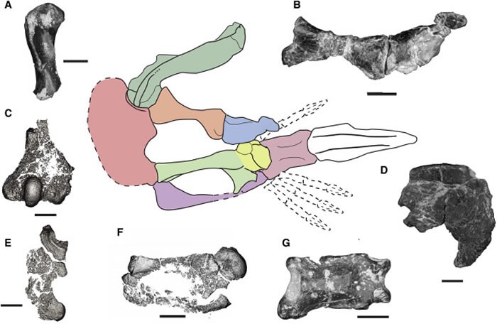 2����ǰ��ɫ��һ�������ж�����������������ŵĶ���ǰ֫