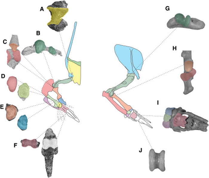 2����ǰ��ɫ��һ�������ж�����������������ŵĶ���ǰ֫