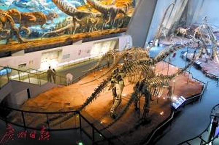 重庆自然博物馆中的恐龙，都是朱松林修复的。