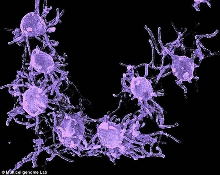 оϸҪĹתܱ֮ǰԤø΢ԶŵϸѾһЩܣԷ֧γɽϸӵʽ