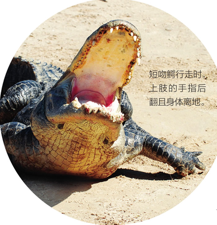 ��������ɰ�����ʾ������δ������������������߽���