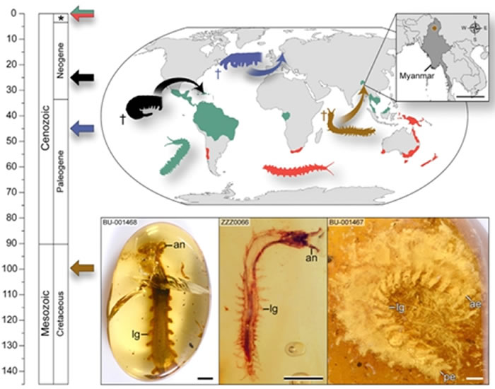 �����͹����βϵķֲ����