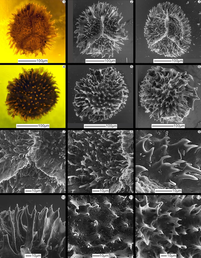 Cereusisporites mirabilis Lu et Ouyang, 1978ɨ΢ӫ͸΢ͼ