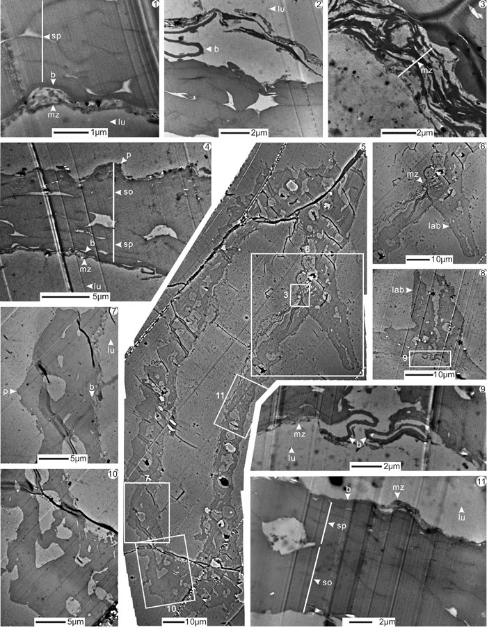 Longhuashanispora reticuloides Lu et Ouyang, 1978͸羵΢ṹͼ