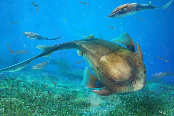 中国“长吻麒麟鱼”化石揭示人类的颌骨可以追溯到4亿年前一种全颌盾皮鱼