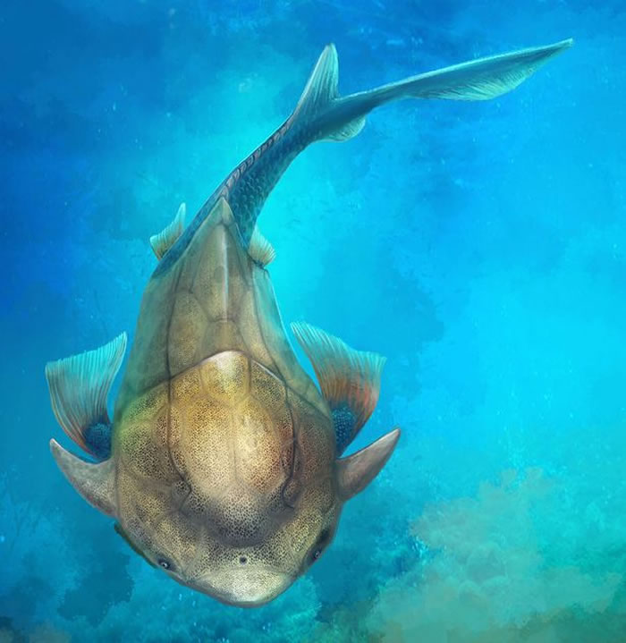 中国“长吻麒麟鱼”化石揭示人类的颌骨可以追溯到4亿年前一种全颌盾皮鱼