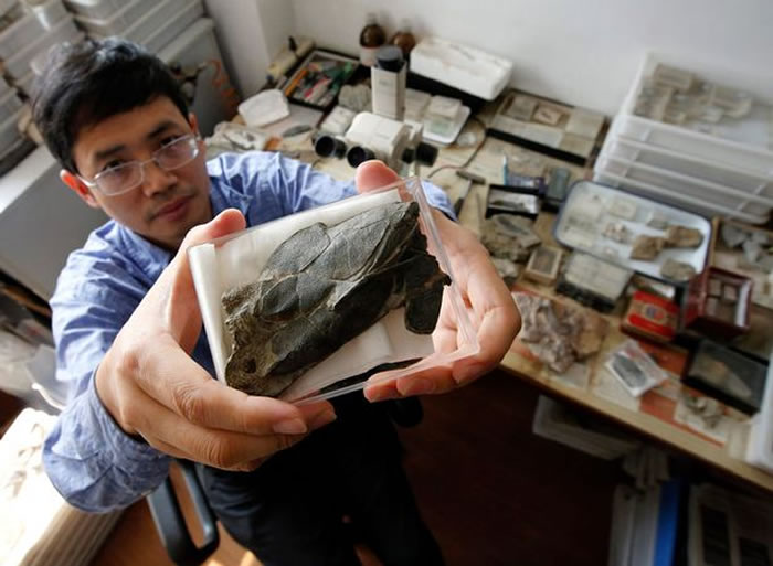 中国“长吻麒麟鱼”化石揭示人类的颌骨可以追溯到4亿年前一种全颌盾皮鱼