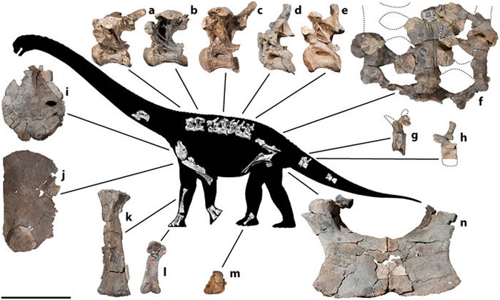 澳洲公布距今一亿年白垩纪恐龙新物种：Savannasaurus elliottorum