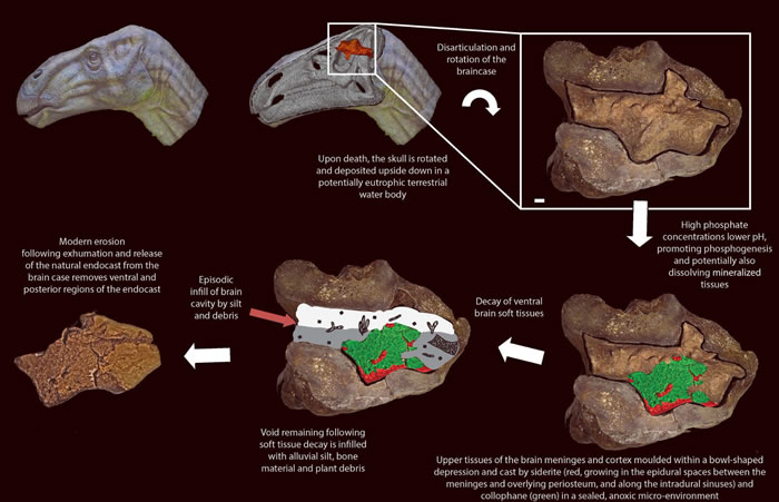 英国南部海滩发现1.3亿年前白垩纪早期恐龙头骨软组织化石